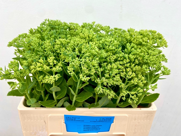 <h4>SEDUM SPECTABILE</h4>