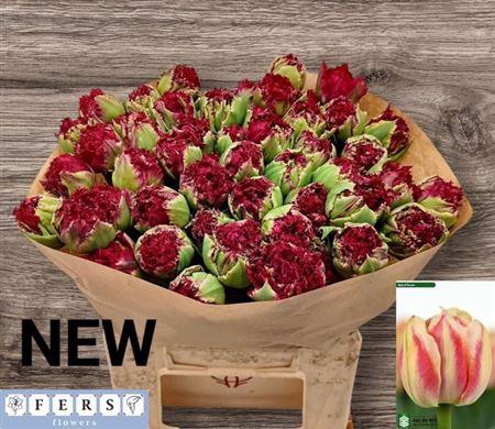 <h4>Tu Fr Padua</h4>