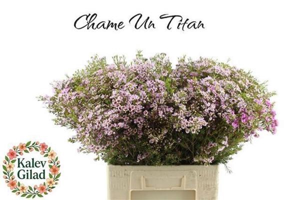 <h4>CHAME UN TITAN</h4>