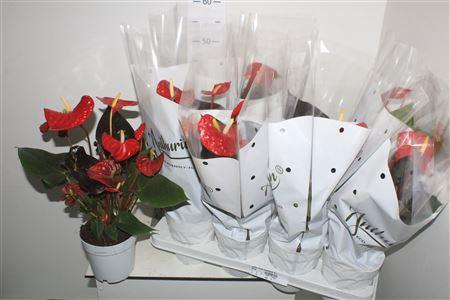 <h4>Anthu Coral Champion 4+</h4>