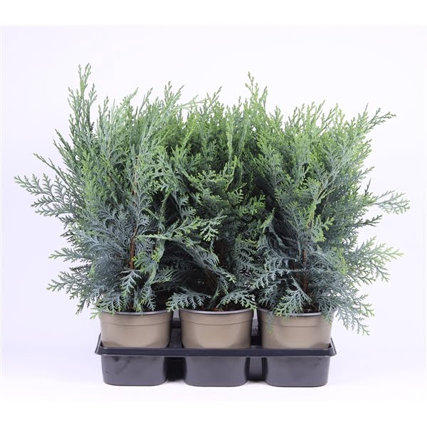 <h4>Chamaecyparis lawsoniana 'Pelt's Blue'</h4>