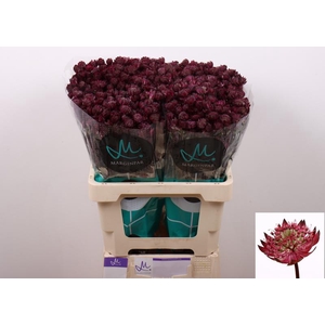 Astrantia Star Of Africa Marginpar