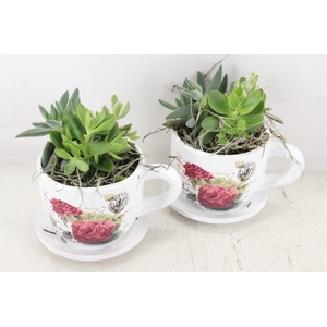 arr2 JS - Kop&schotel flora x6 Eche.