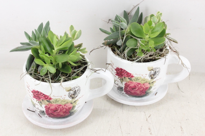 <h4>arr2 JS - Kop&schotel flora x6 Eche.</h4>