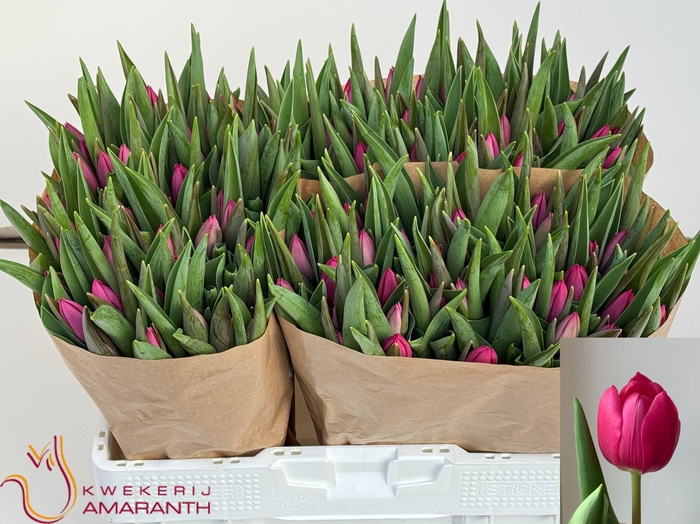 <h4>TU EN PINK ARDOUR</h4>