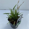 Carex morrowii Ice Dance