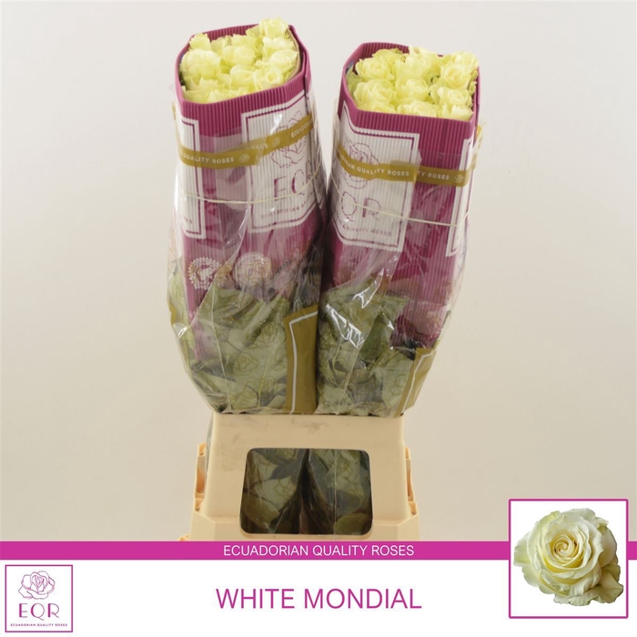 <h4>Rosa gr White Mondial</h4>
