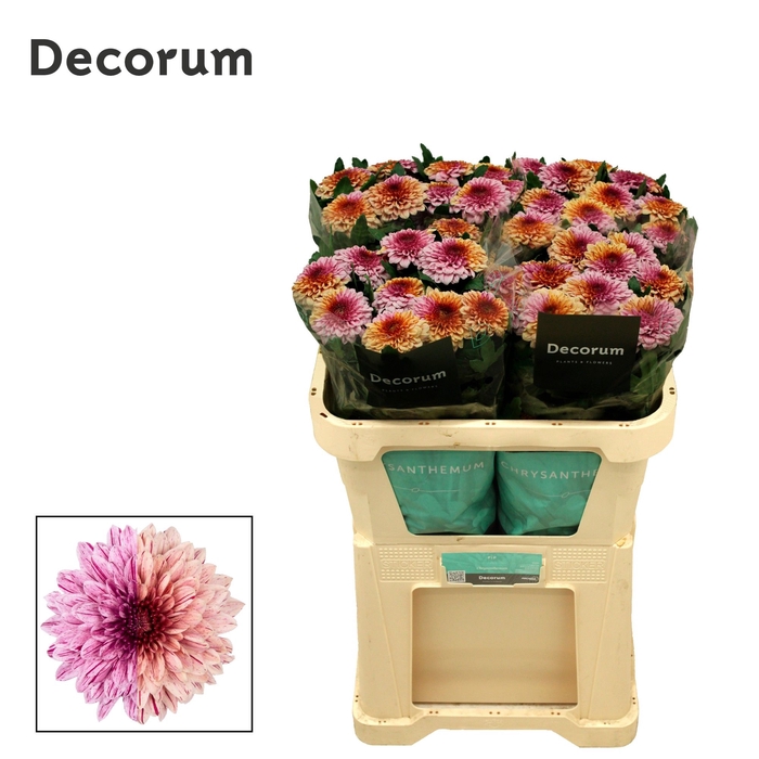 <h4>Chrysanten Chr G Pip Cherry</h4>