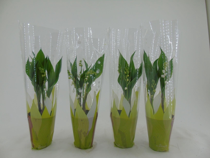 <h4>TDM : P9 Meiklokjes - Convallaria in hoes</h4>