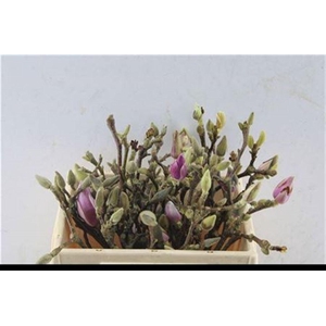 Magnolia Grandiflora