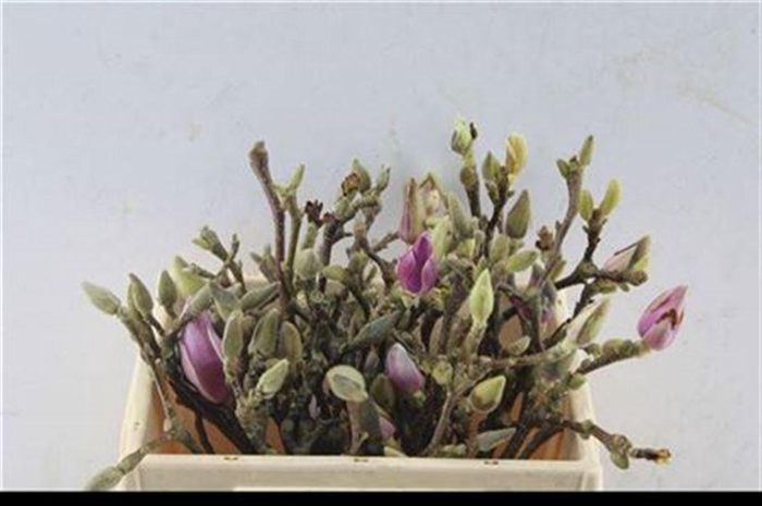 <h4>Magnolia Grandiflora</h4>