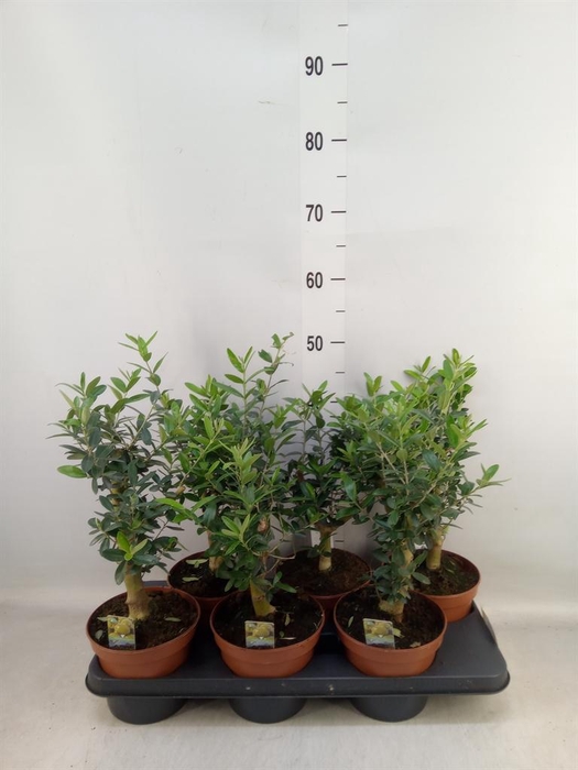<h4>Olea europaea</h4>