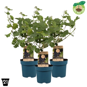 Vitis vinifera 'Venus', P21 op stam (pitloos)