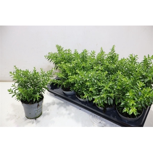 Cuph Hyssopifolia