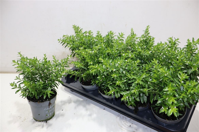<h4>Cuph Hyssopifolia</h4>