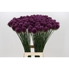Allium Sphaerocephalon