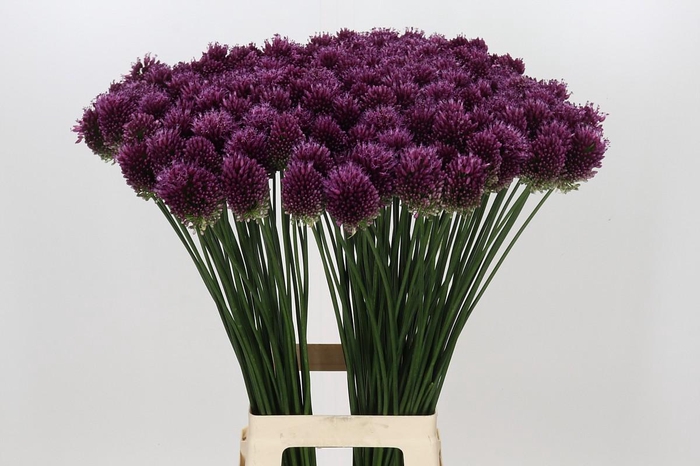 <h4>Allium Sphaerocephalon</h4>