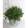 vaste planten 27cm  Rudbeckia Divers