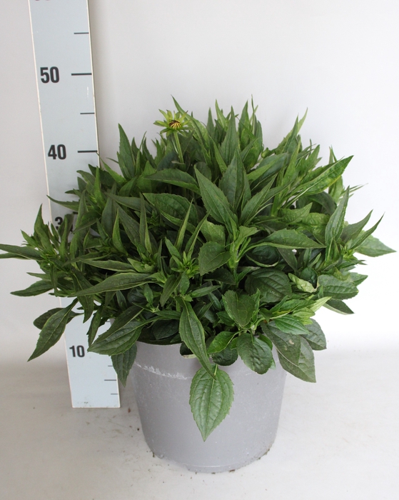 vaste planten 27cm  Rudbeckia Divers