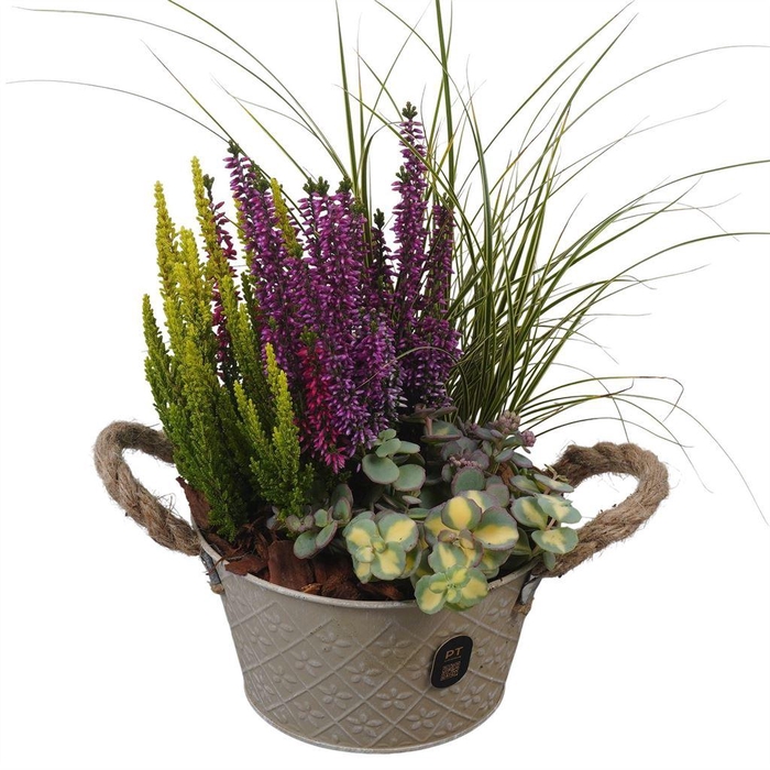 <h4>Arr.   Tuinplanten L%</h4>