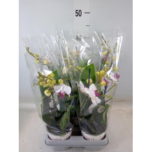 Phalaenopsis multi. 'FC Safe Haven'