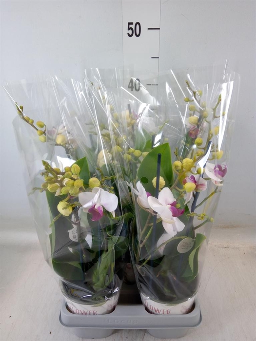 <h4>Phalaenopsis multi. 'FC Safe Haven'</h4>