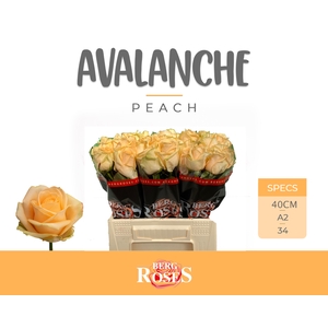 R GR AVALANCHE PEACH+ @ A2