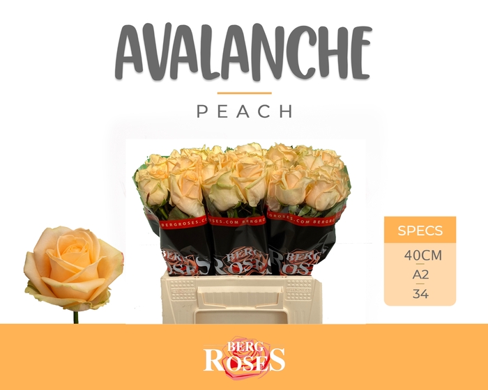 <h4>R GR AVALANCHE PEACH+ @ A2</h4>