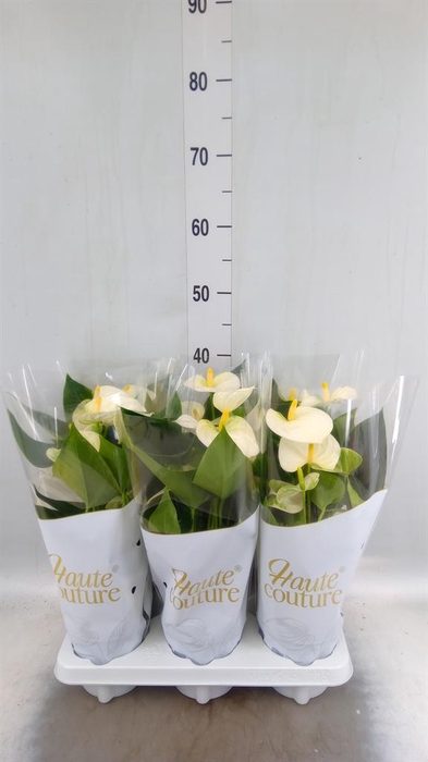 <h4>Anthurium andr. 'Cocos'</h4>