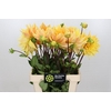 Dahlia Gelber Vulcan