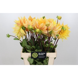 Dahlia Gelber Vulcan