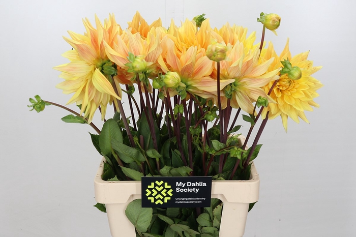 Dahlia Gelber Vulcan