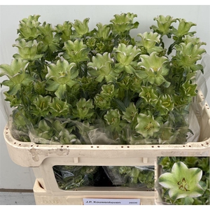 Campanula medium 'Evergreen Lavendel'