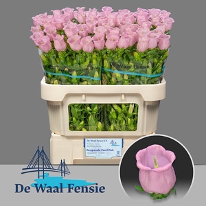 Campanula Pearl Pink Waal Fensie