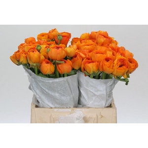 Ranunculus Clooney Mandarino