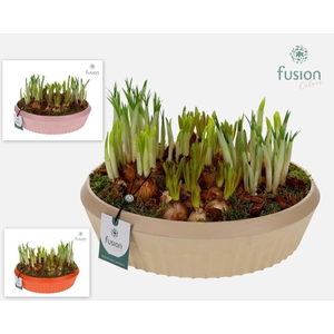 Biologisch afbreekbare schaal Large met Bollenmix