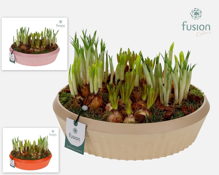 <h4>Biologisch afbreekbare schaal Large met Bollenmix</h4>