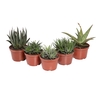 SUCULENTA HAWORTHIA P11 VARIADO