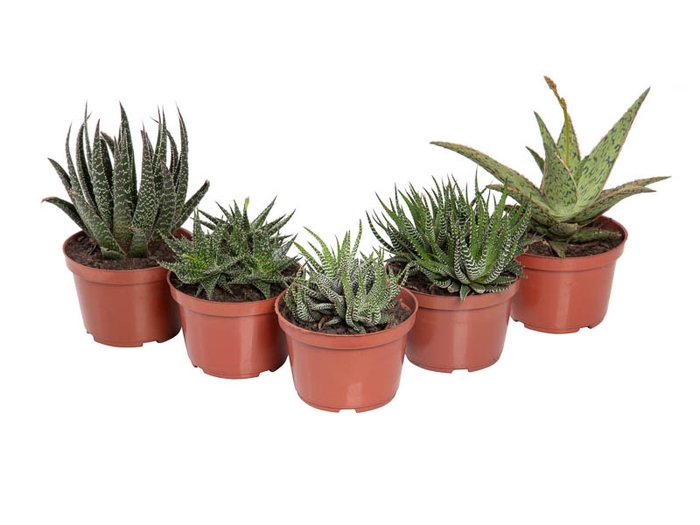 <h4>SUCULENTA HAWORTHIA P11 VARIADO</h4>