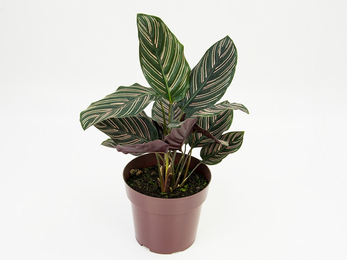 <h4>CALATHEA ORNATA P17</h4>