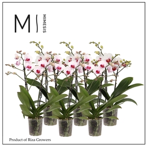 Phalaenopsis Multi Red Lip 2 spike - 12cm | Mimesis