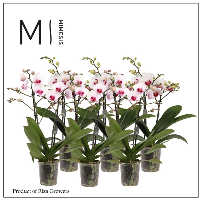 <h4>Phalaenopsis Multi Red Lip 2 spike - 12cm | Mimesis</h4>