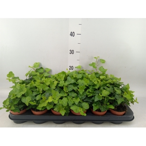 Hedera helix 'Wonder'