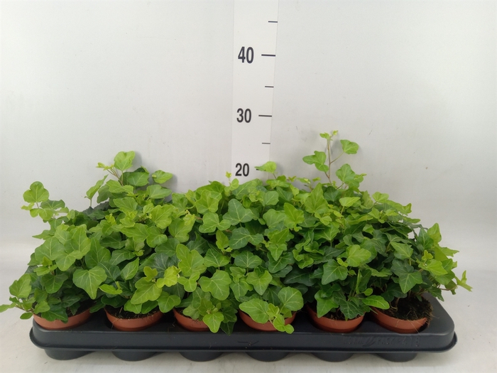 <h4>Hedera helix 'Wonder'</h4>