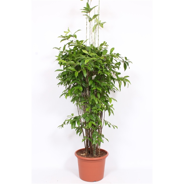 <h4>Dracaena Surculosa</h4>