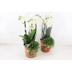 arr2 MC - Phal pot limited edition