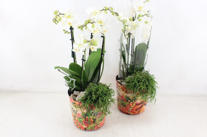 <h4>arr2 MC - Phal pot limited edition</h4>