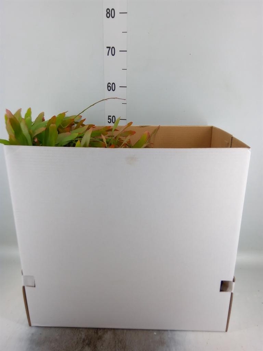 <h4>Pseudorhipsalis ramulosa</h4>