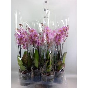 Phalaenopsis  'Marvellous lg Pink'