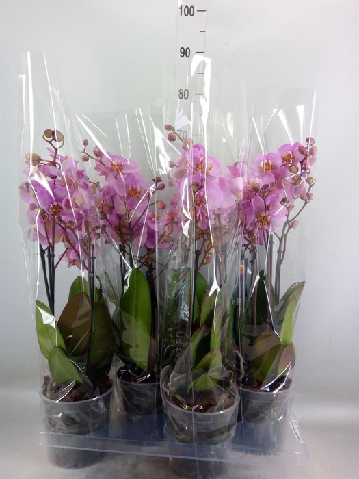 <h4>Phalaenopsis  'Marvellous lg Pink'</h4>